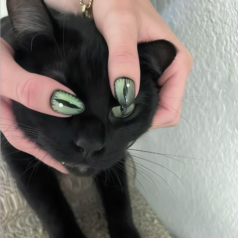 冰块猫
