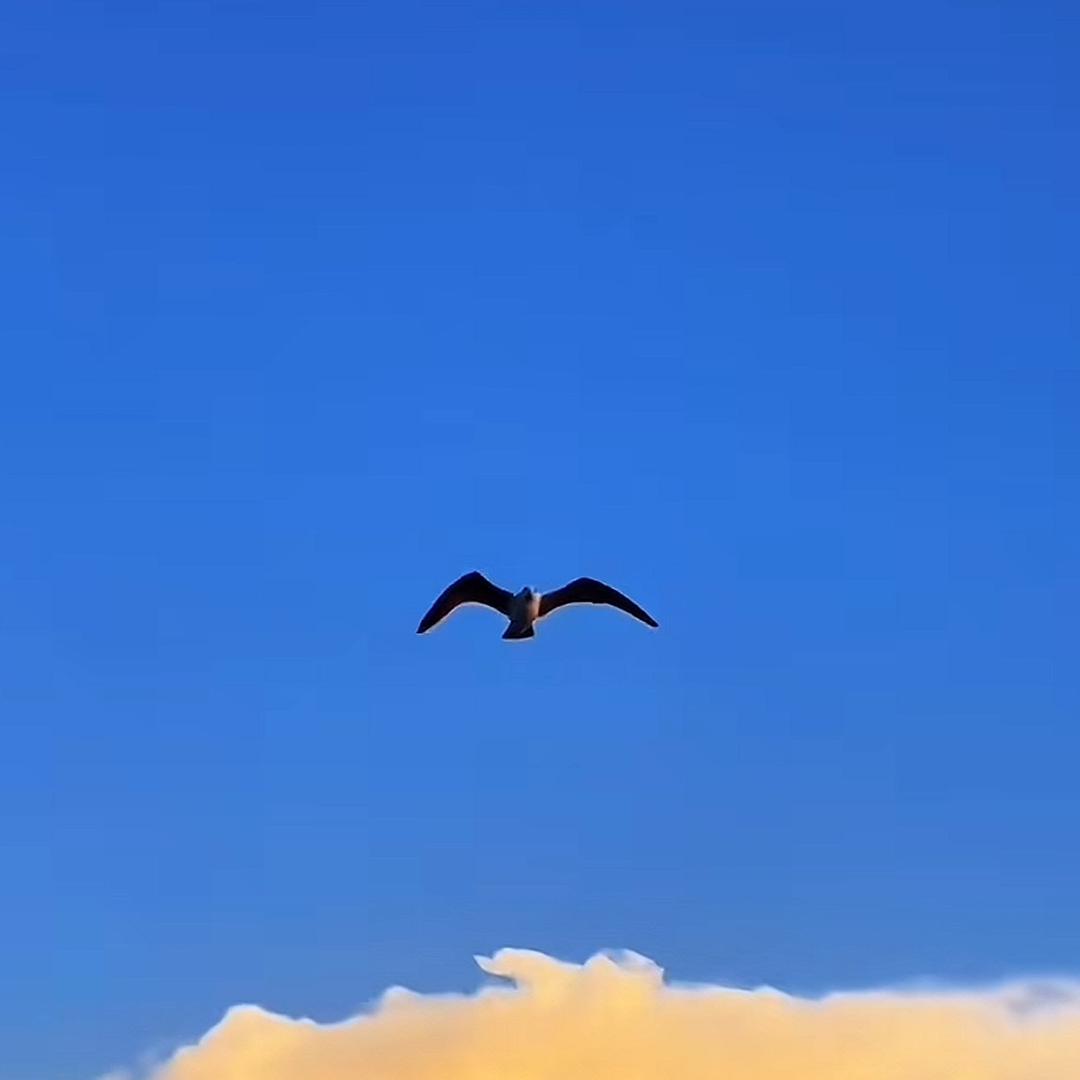 自由鱼 🐠🐵³²⁷