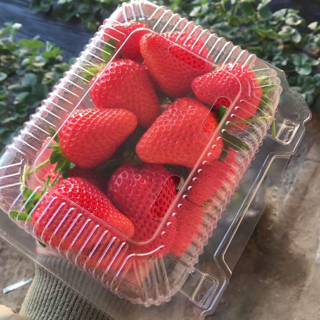 内蒙小庄草莓育苗