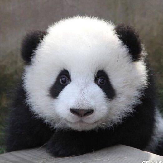 董小妞爱熊猫