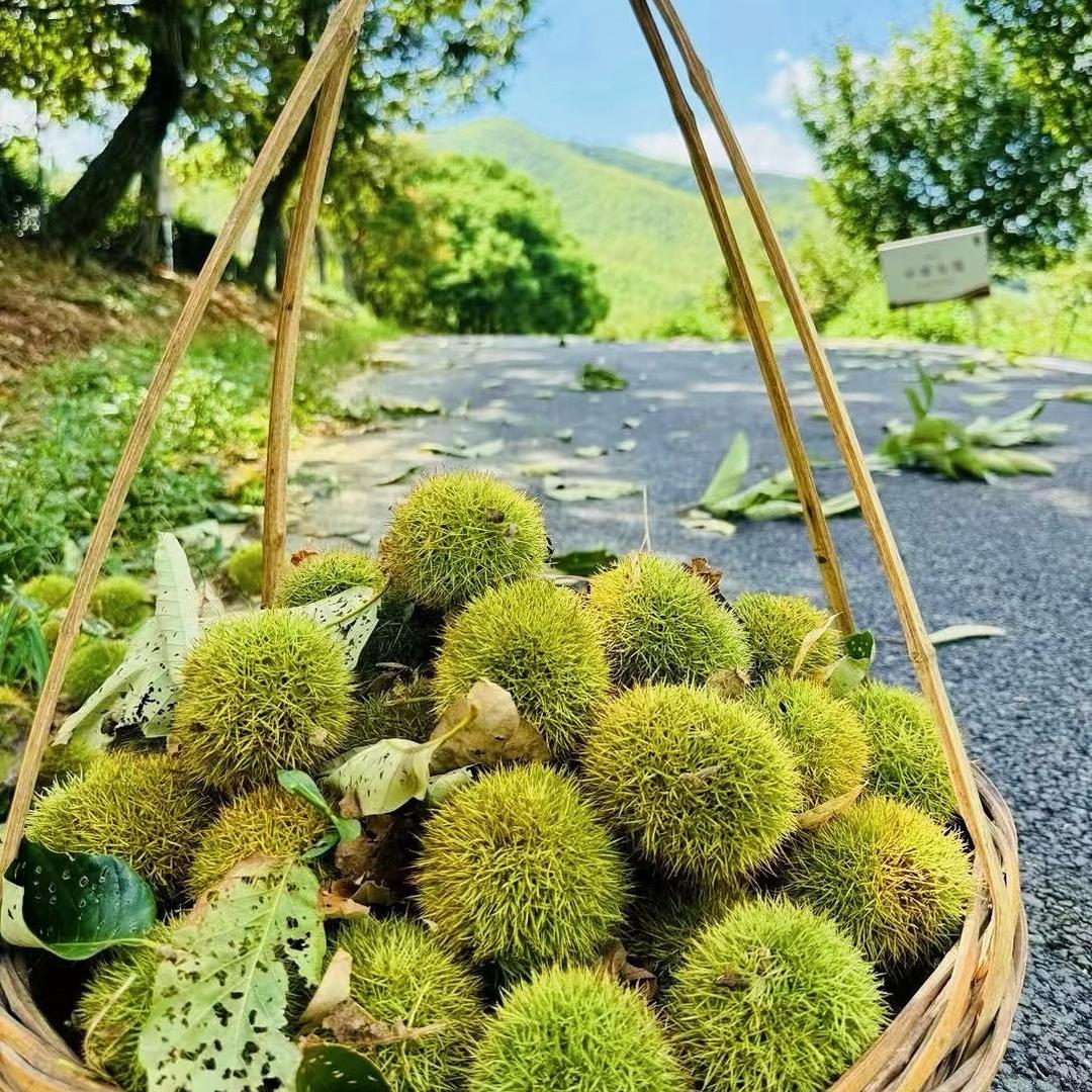 卖板栗的小赵