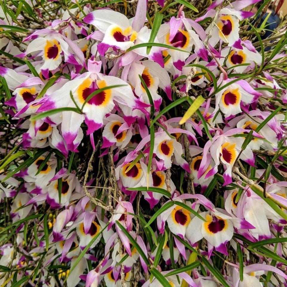 乐家花卉农产