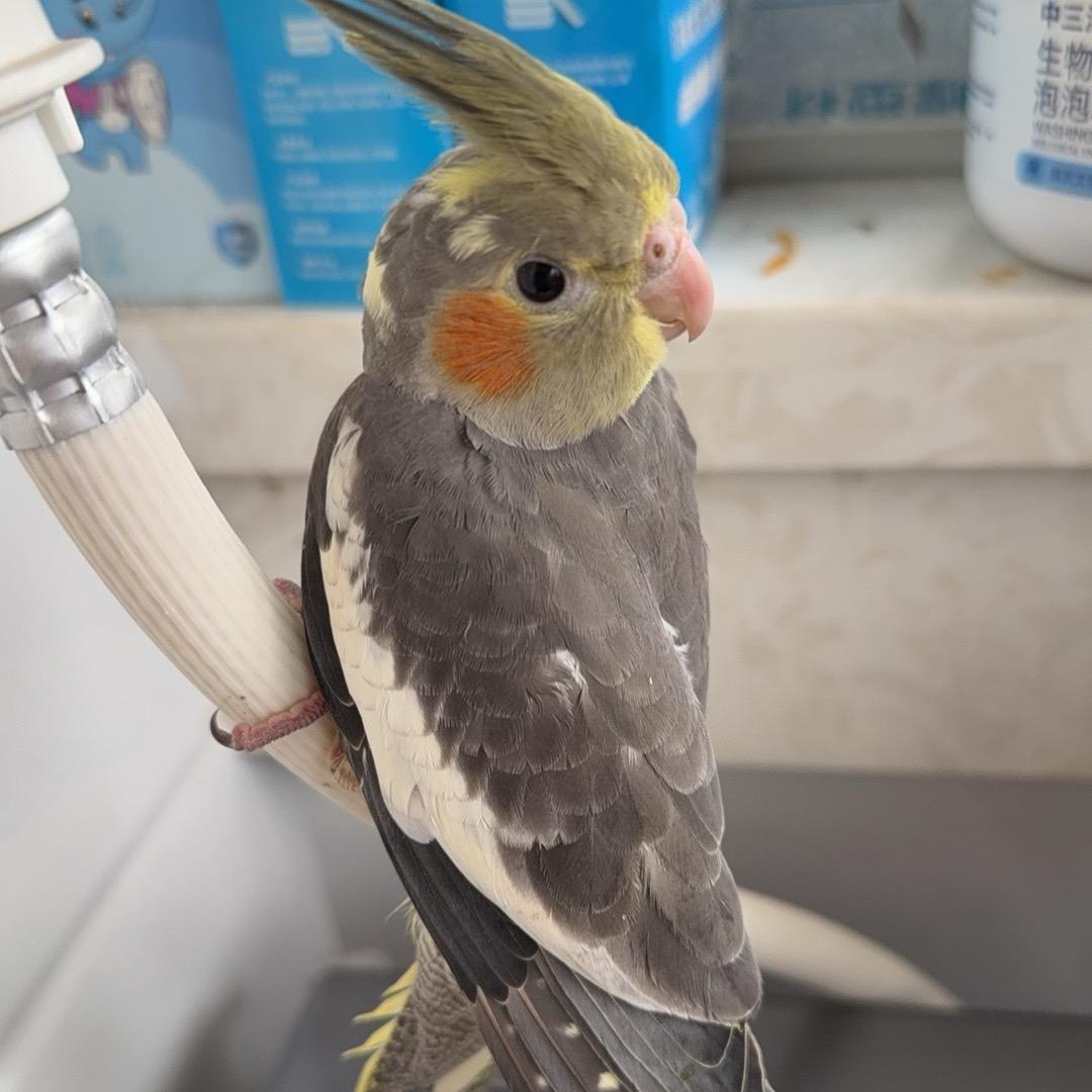 萌鸡出动