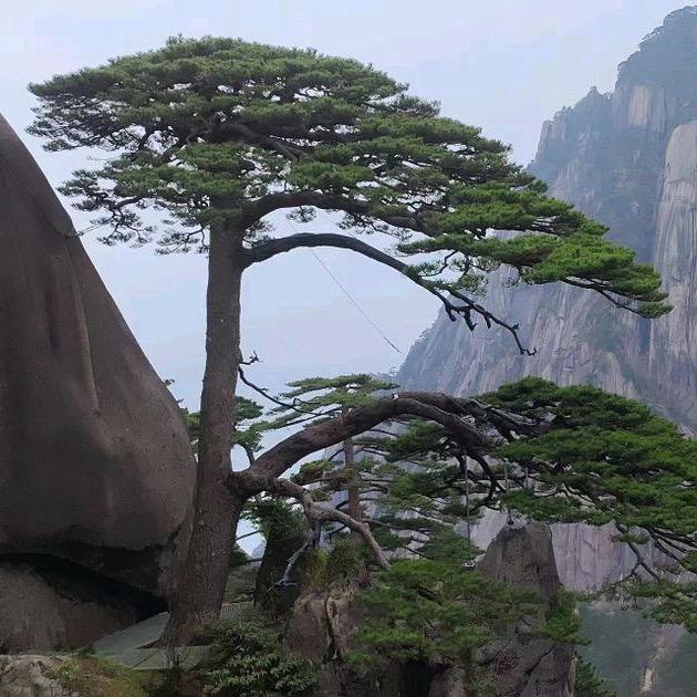 幸运的三叶草☘️