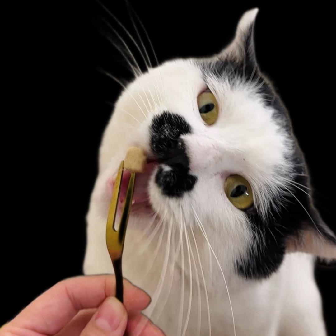 狗猫不打架