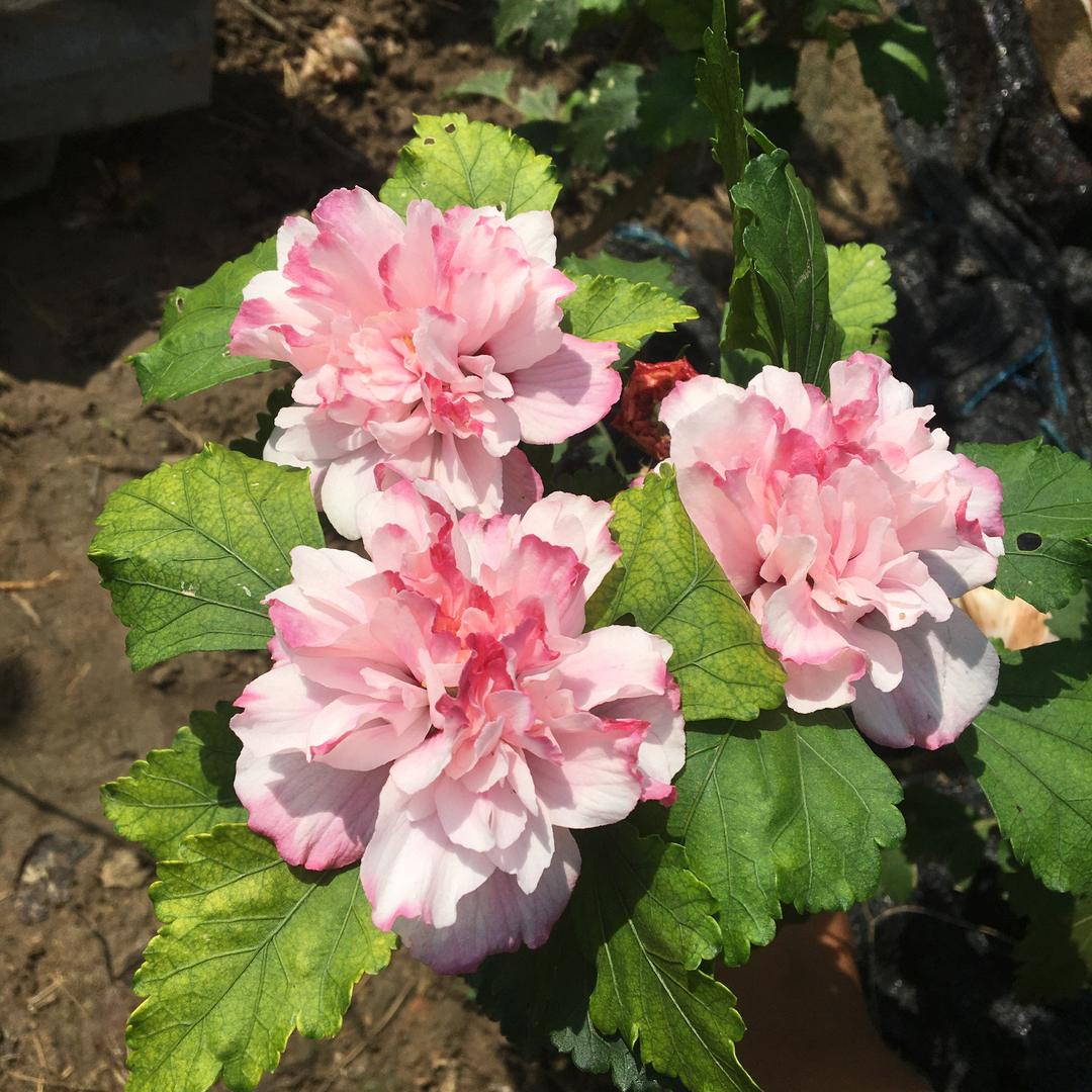 风霜傲骨家庭园艺