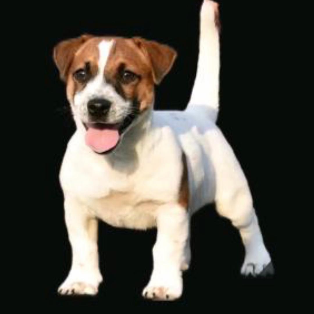 家庭伴侣犬🐶杰克罗素梗