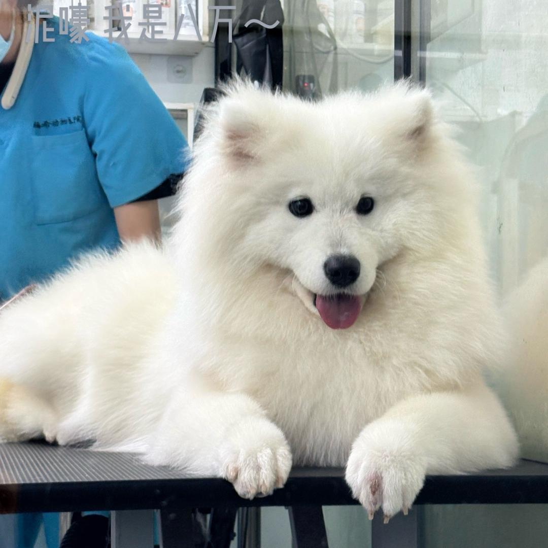 八万公主小少耶