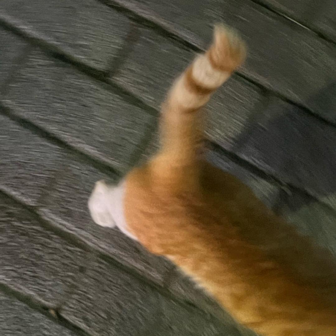 胖鱼🐟（成都收官原价票版）