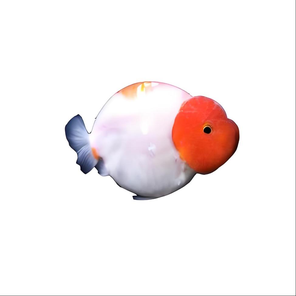 二宝观赏鱼