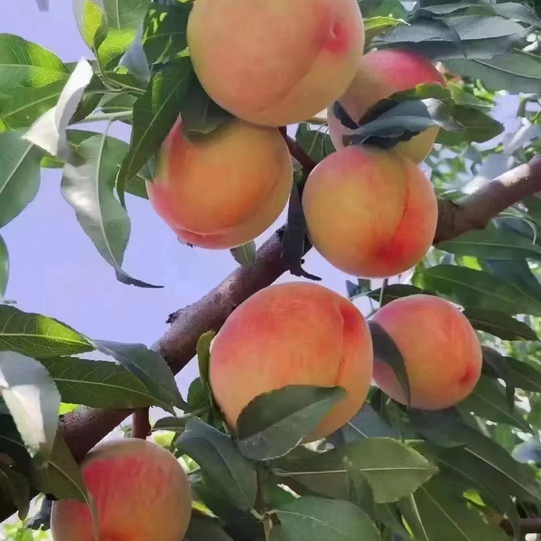 安宁白凤桃经销