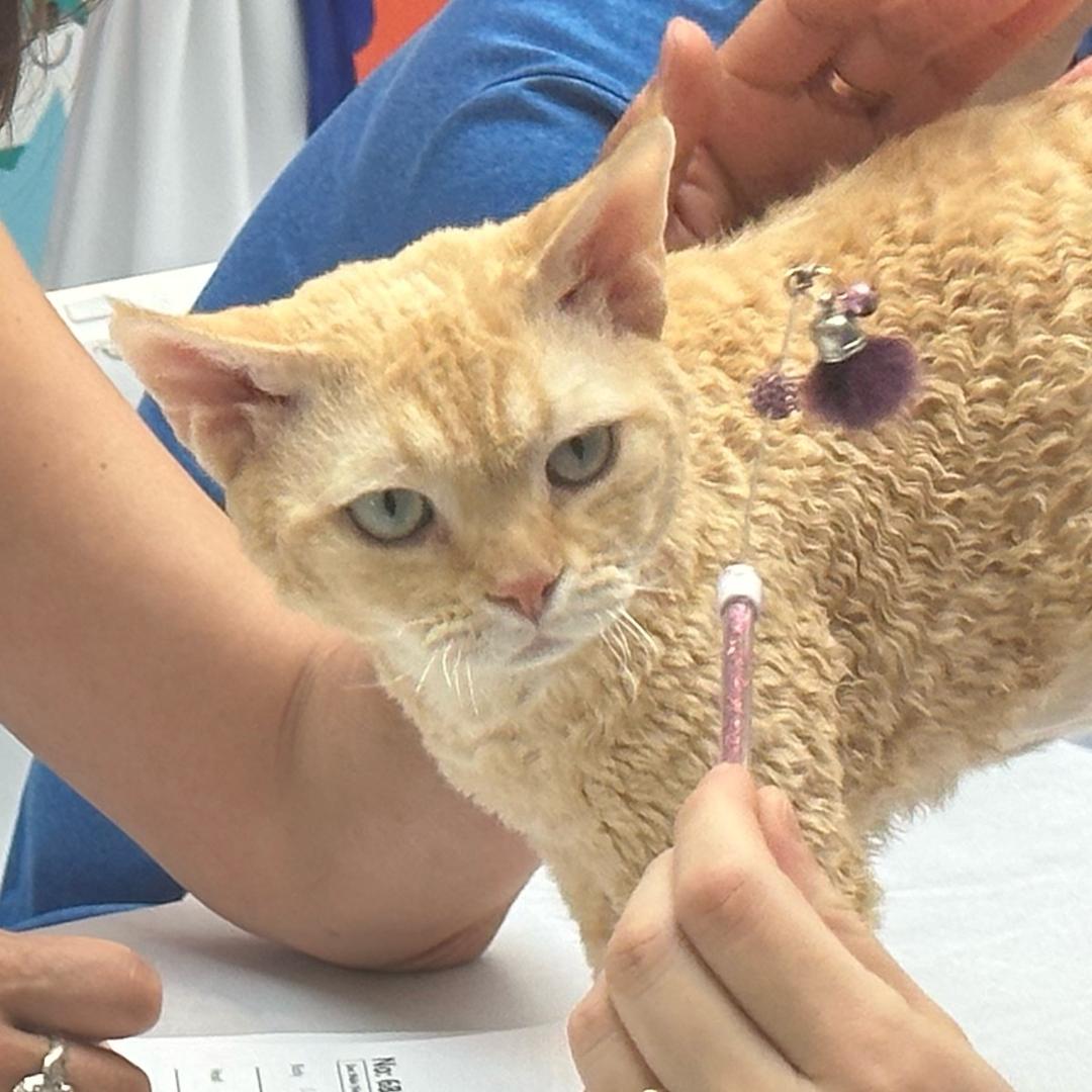 小德🐱嘚吧嘚