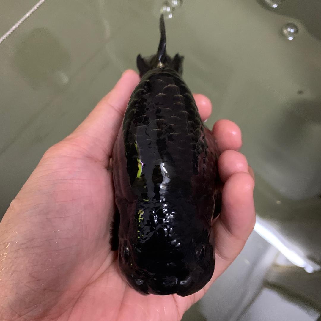 兰寿小记