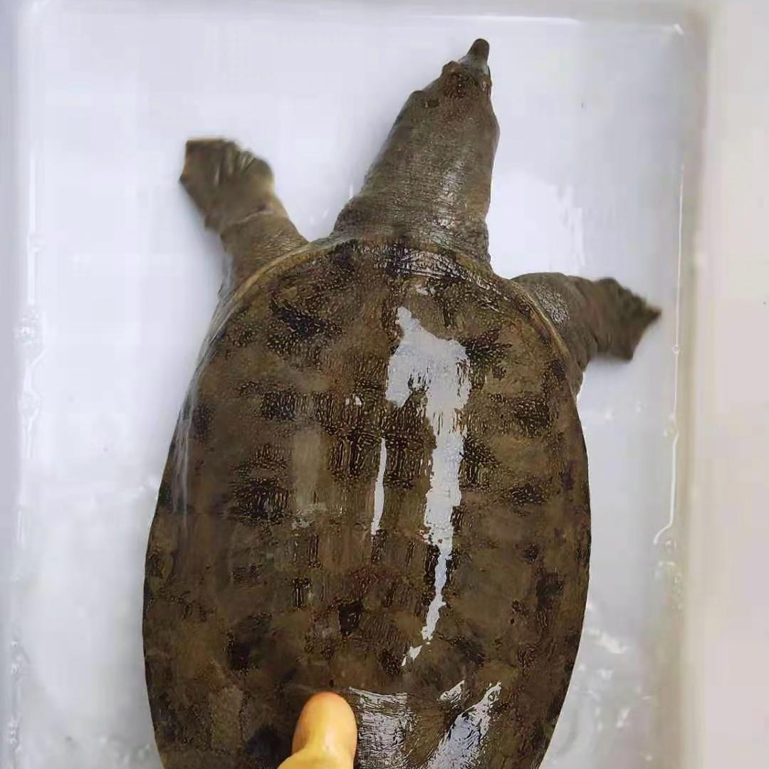 浓禾源甲鱼—小晨