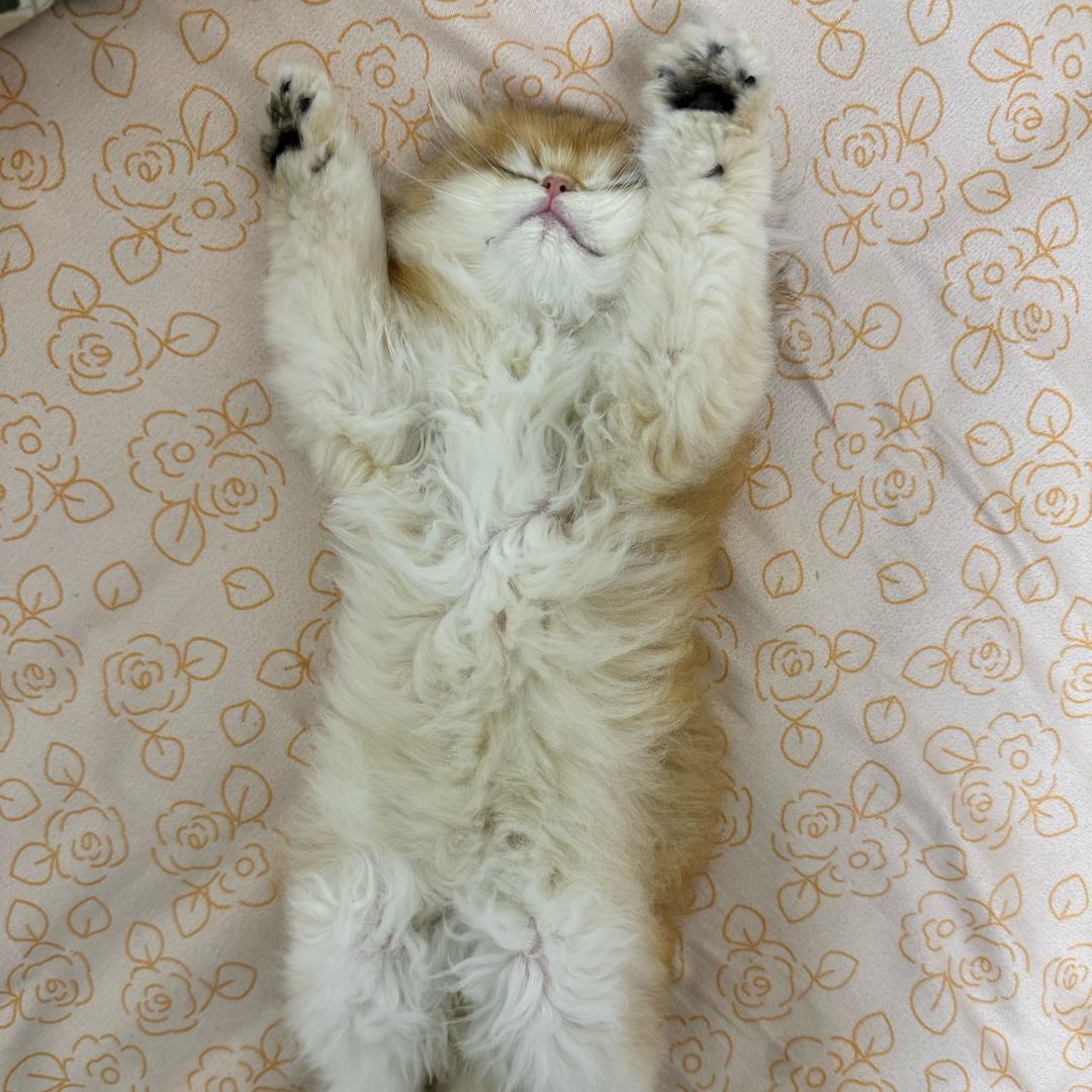 静静爱上猫