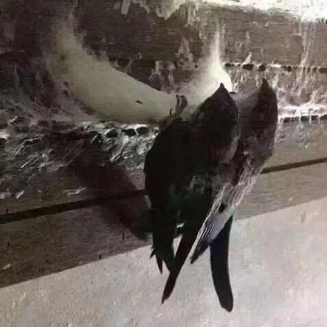 丛林燕鲜炖燕窝