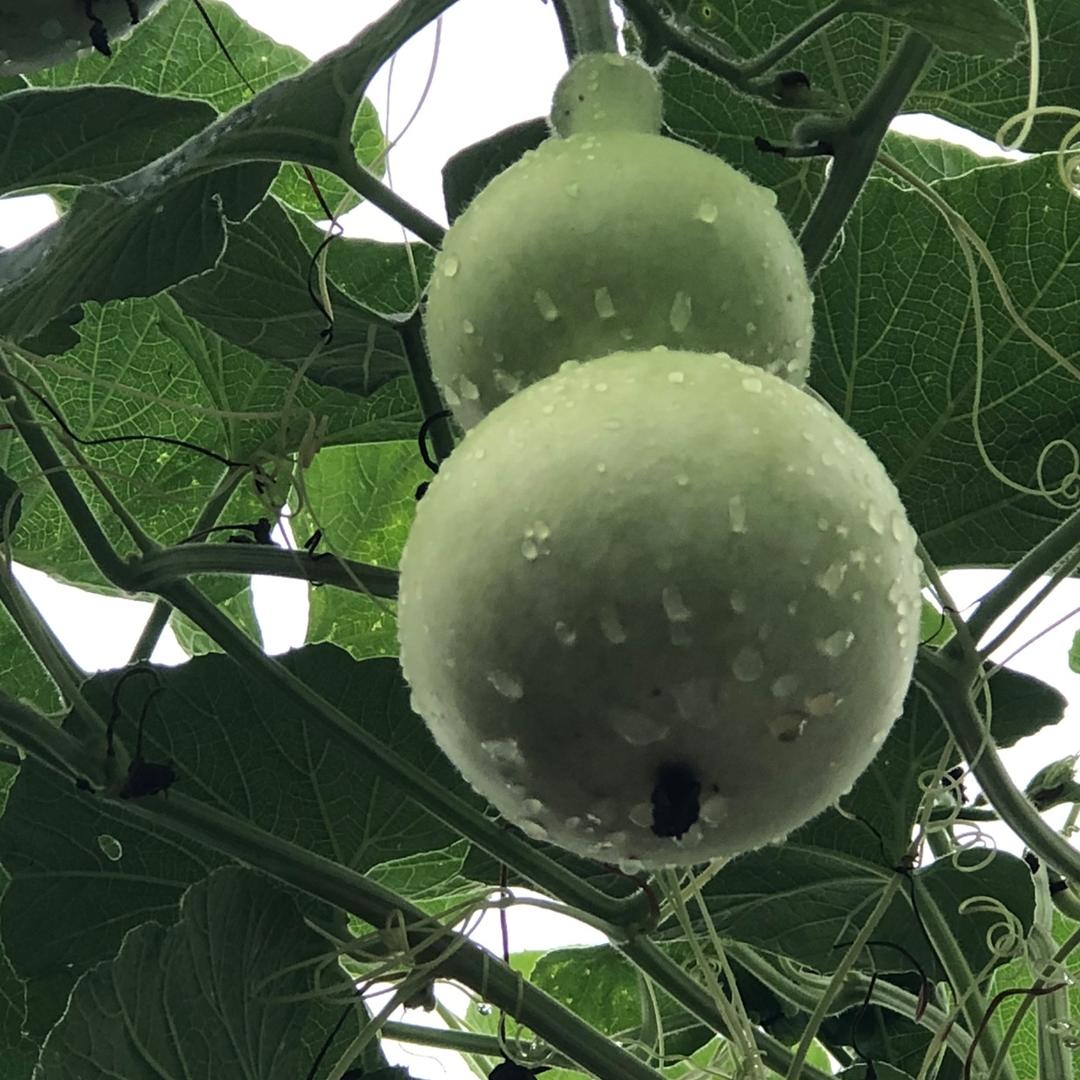 纯白口红