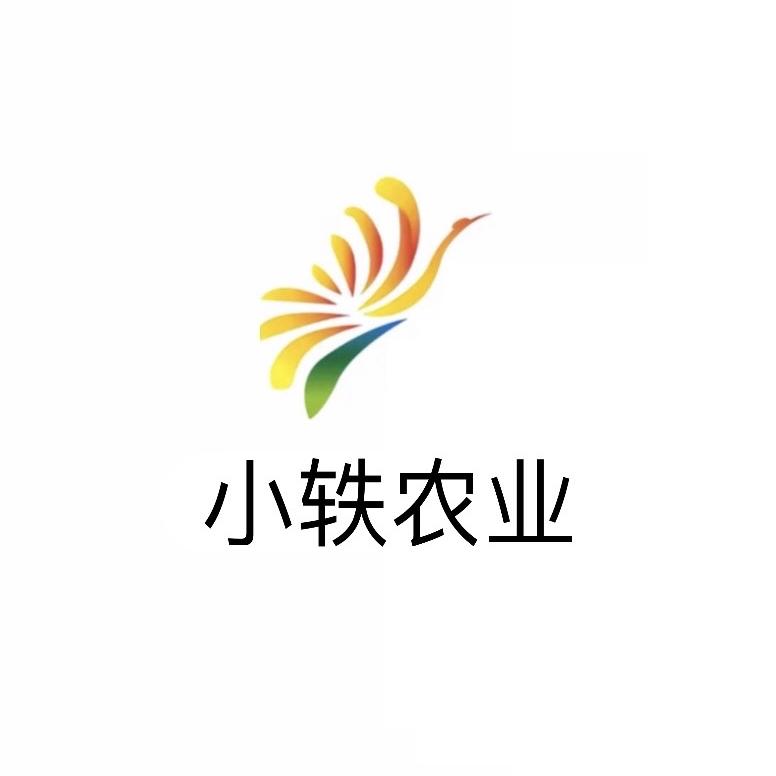 小轶花卉：基地黄白菊花批发