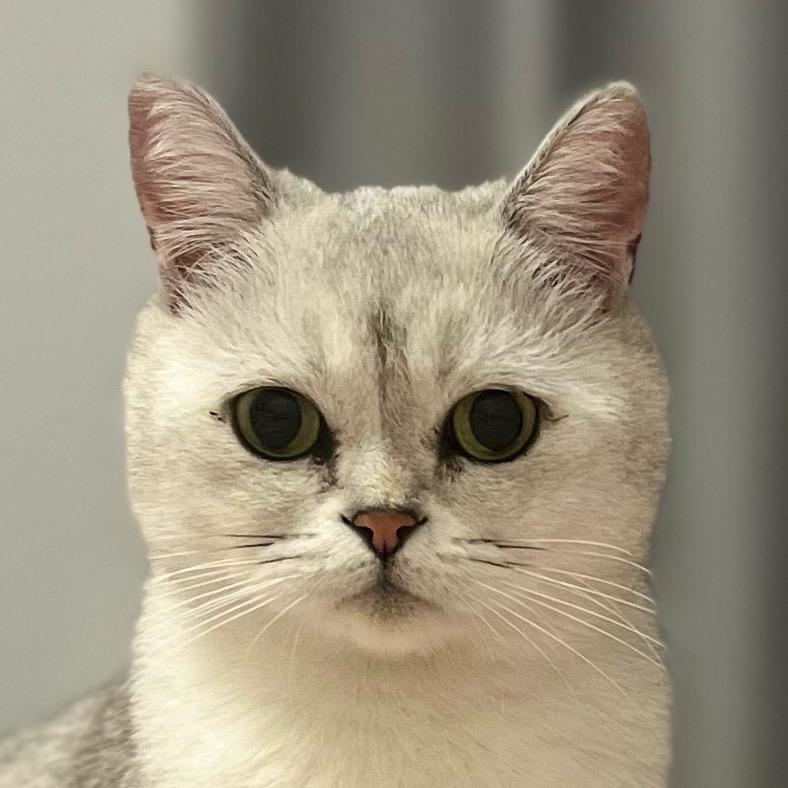 🐱