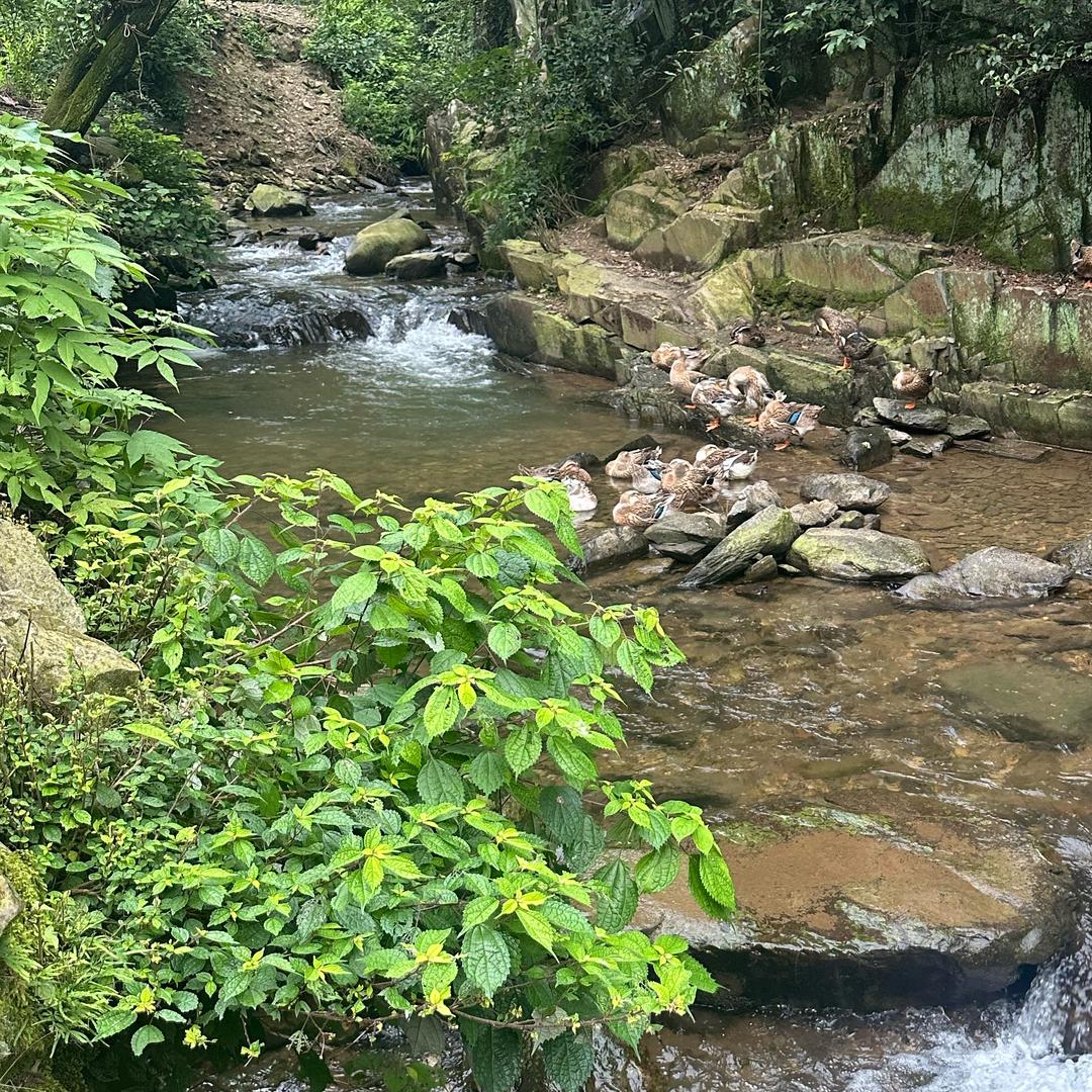 山溪土特产严选