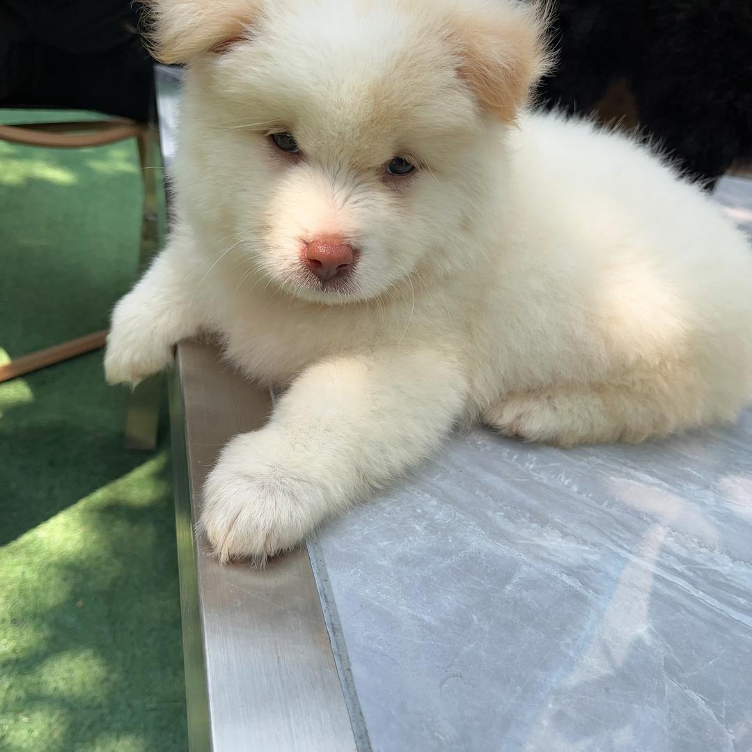 7犬宠物乐园1店