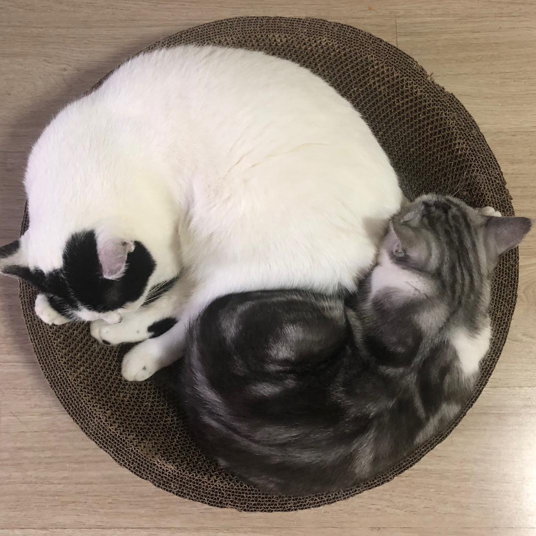 璐璐不挑食