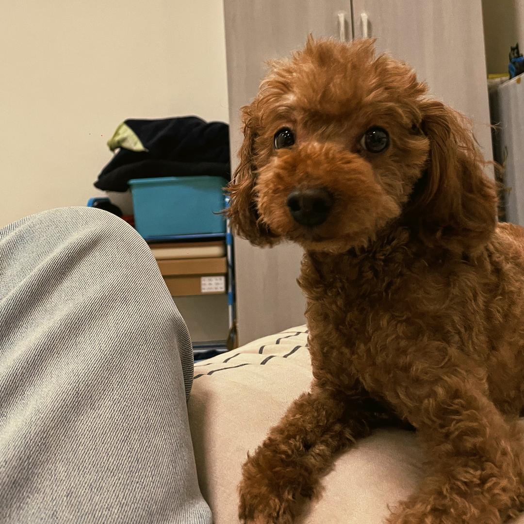 小王精品泰迪 （买🐶斯聊）