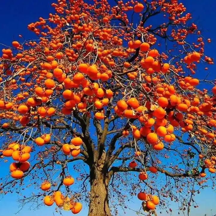 青藏湖食用盐调味