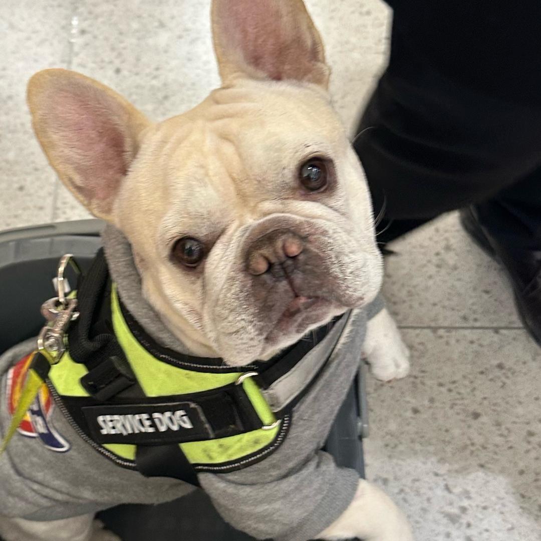 我有一个小狗🐶