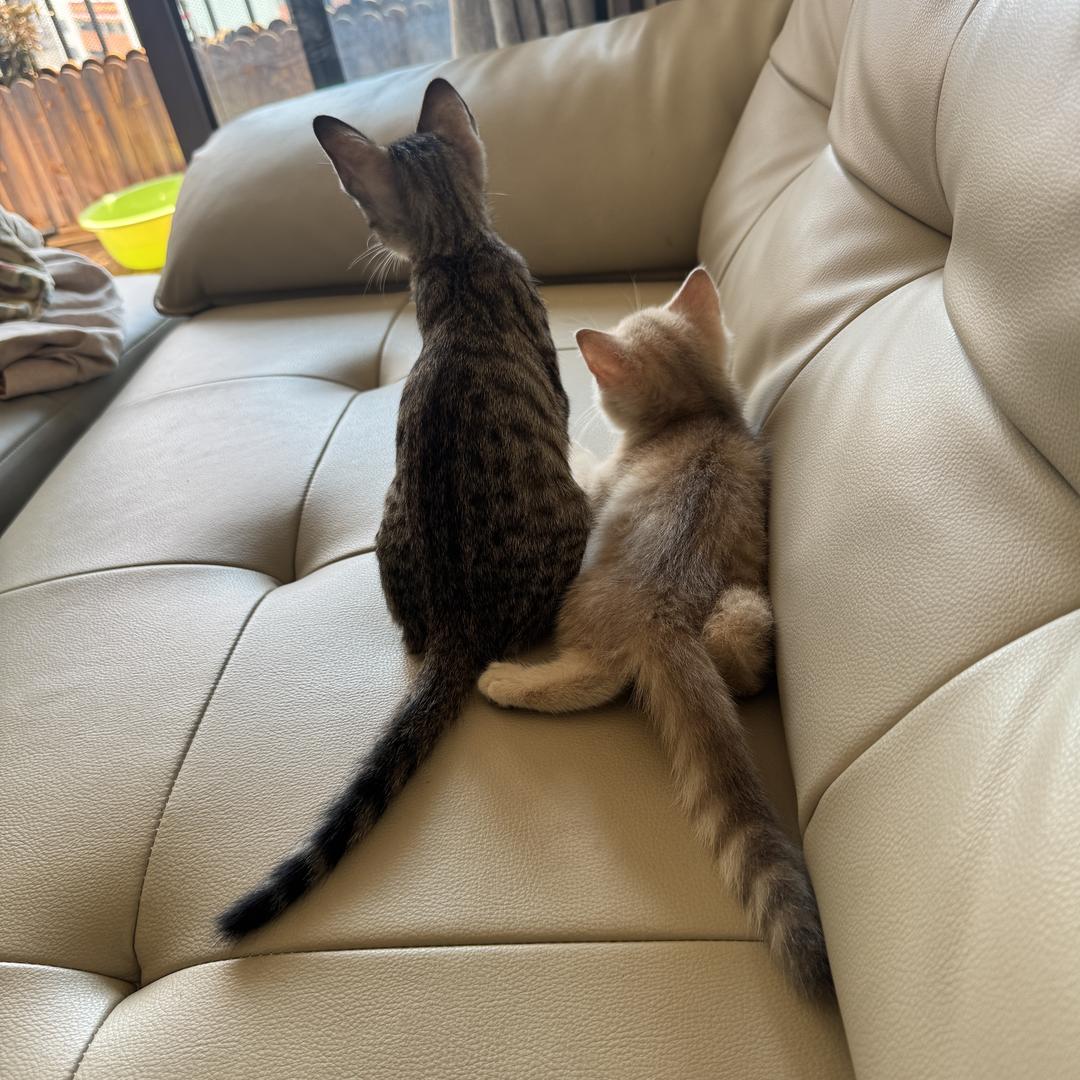 招财进宝是两只猫