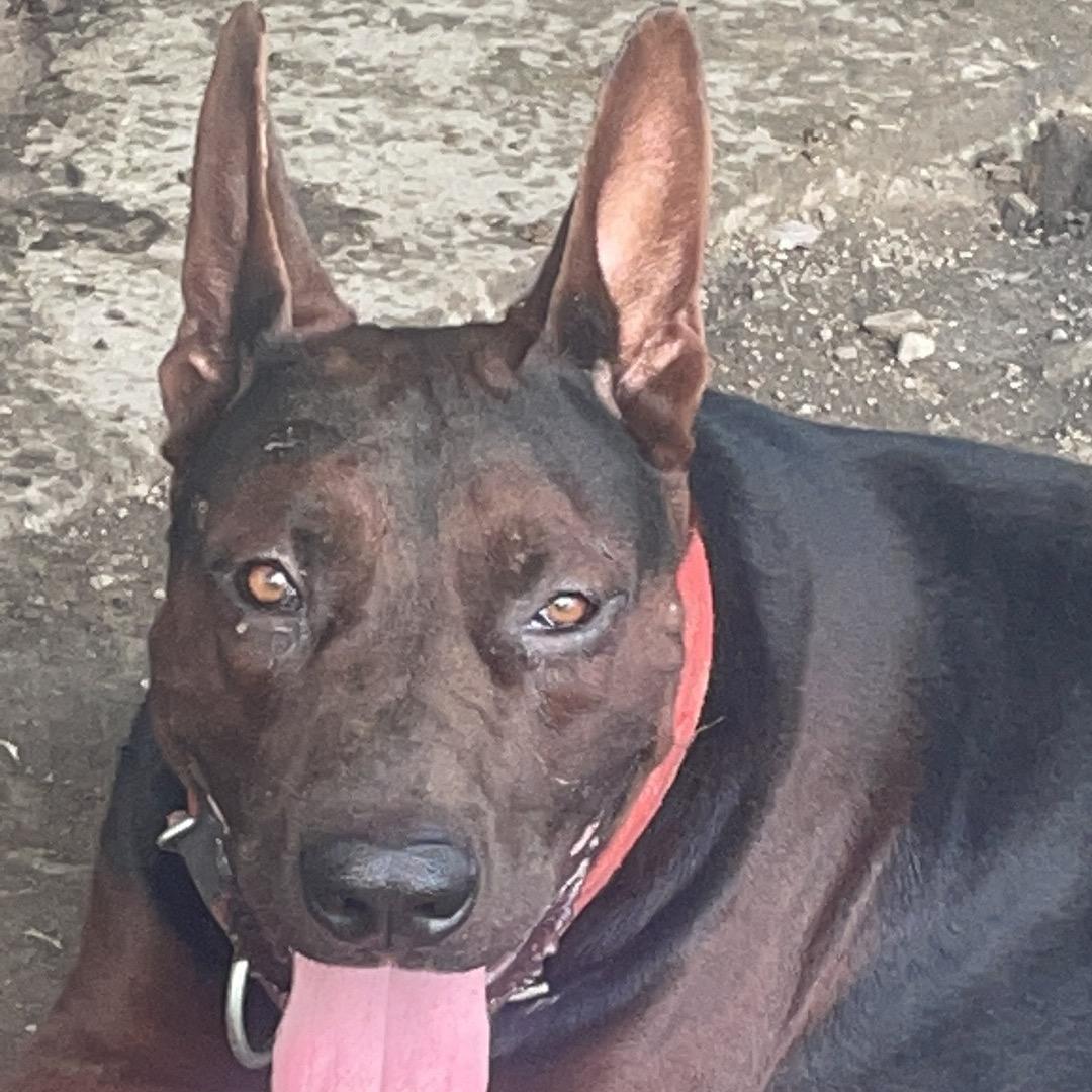 永城狼魂~鹰🦅狼🐺~狼🐺王