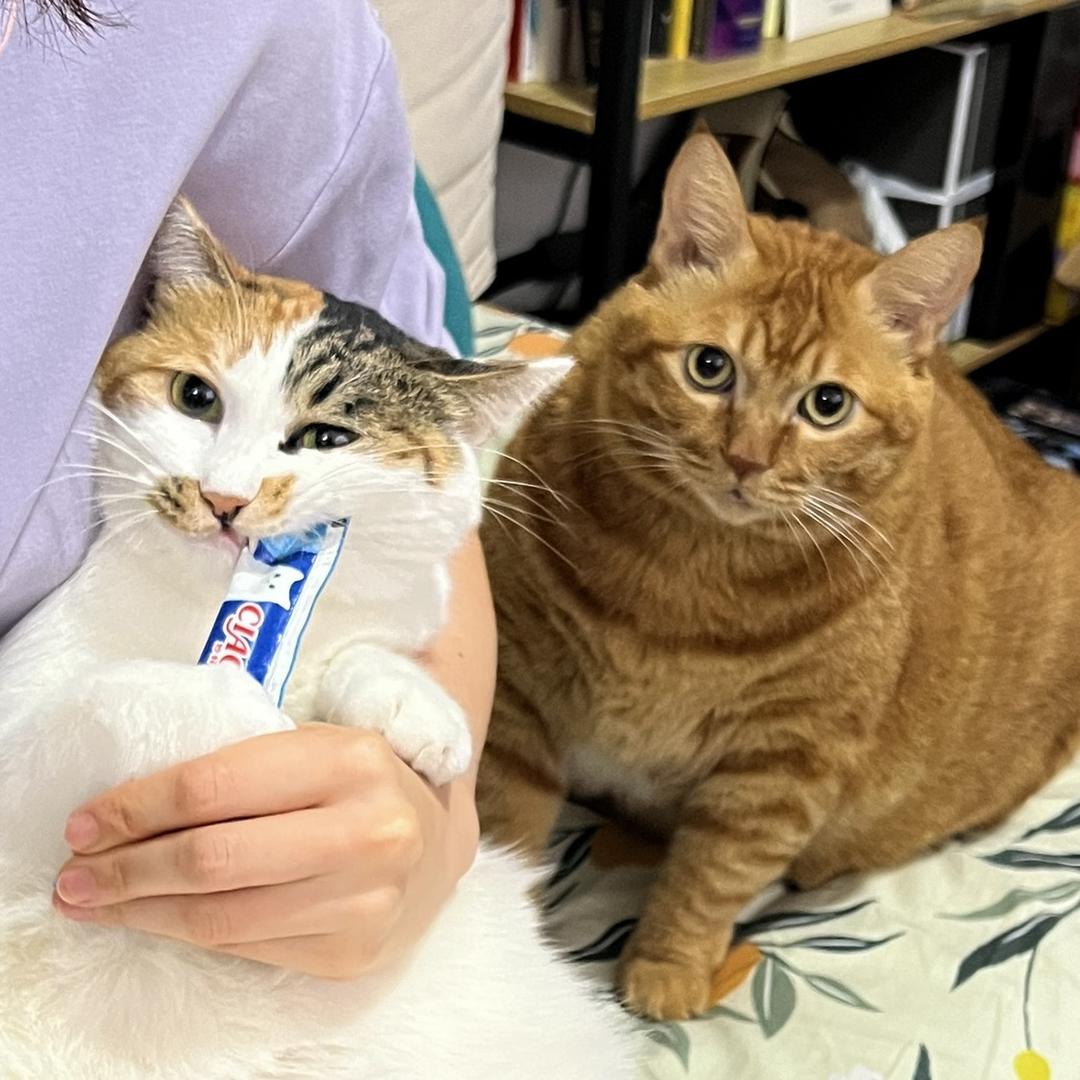 猫咪映画