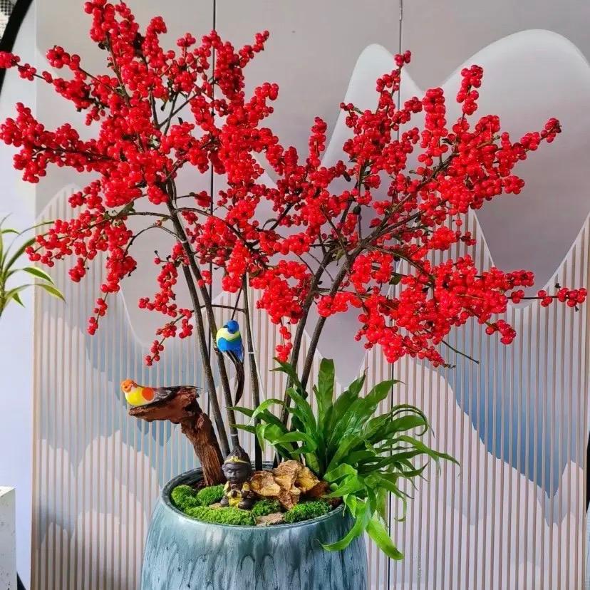 冬青花卉（基地直发）