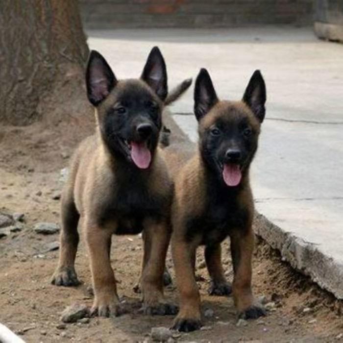 马犬金毛萌宠小铺