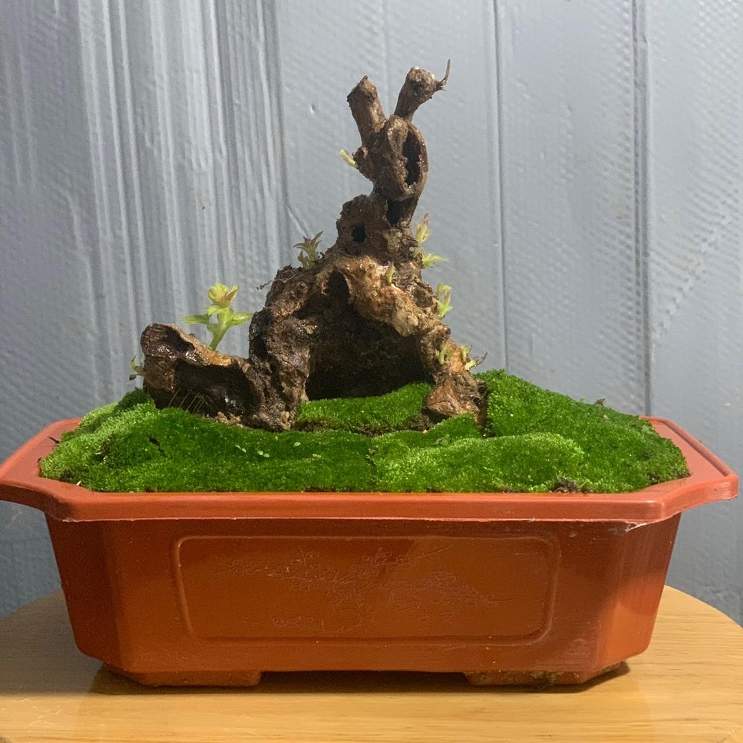 卖黄荆的小哥