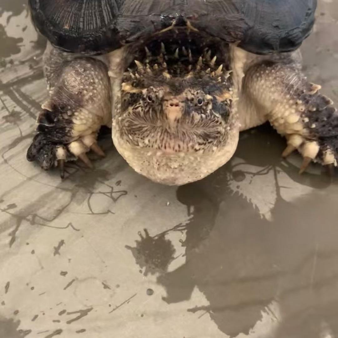 小林乌龟养殖场