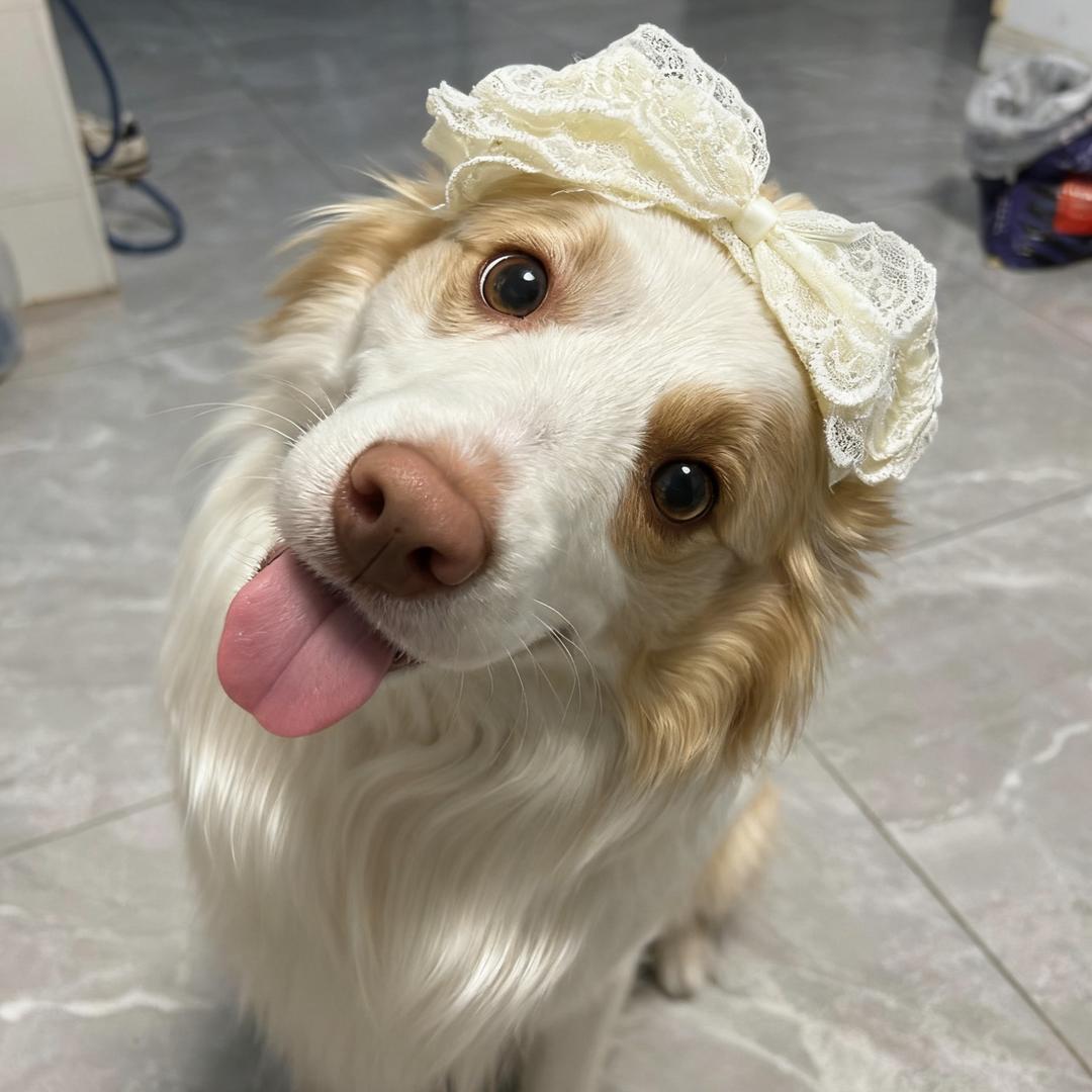 练废了的小边牧