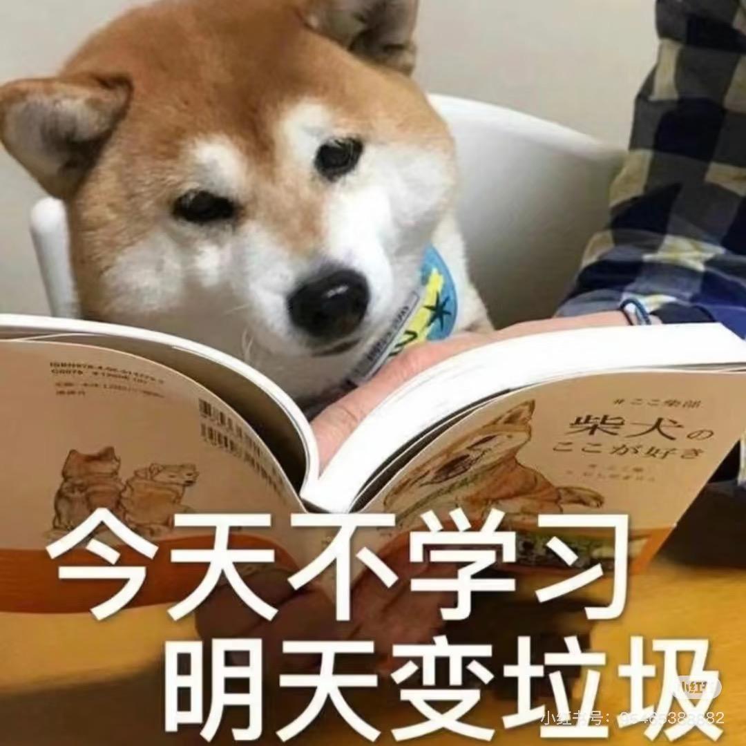 小猫橙子