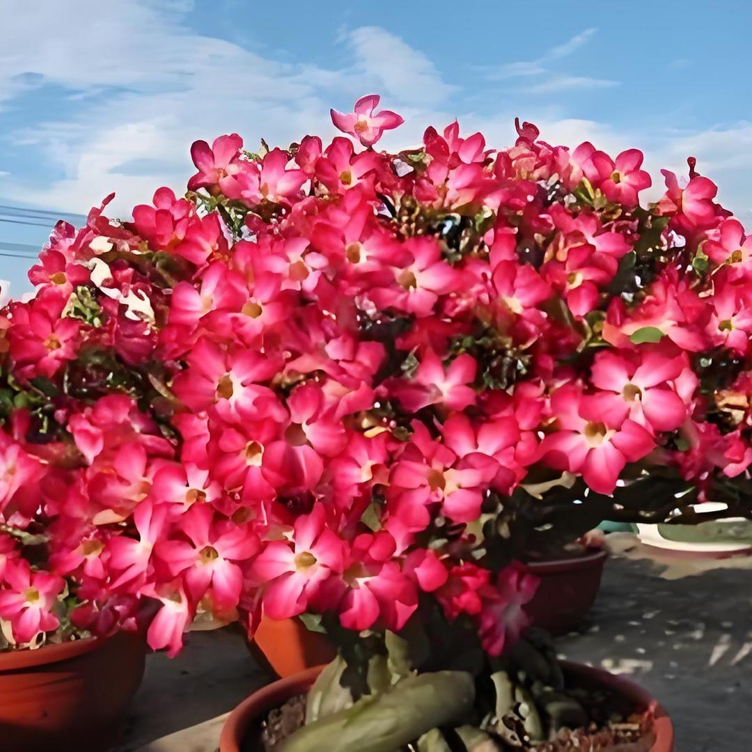 花香园艺批发基地