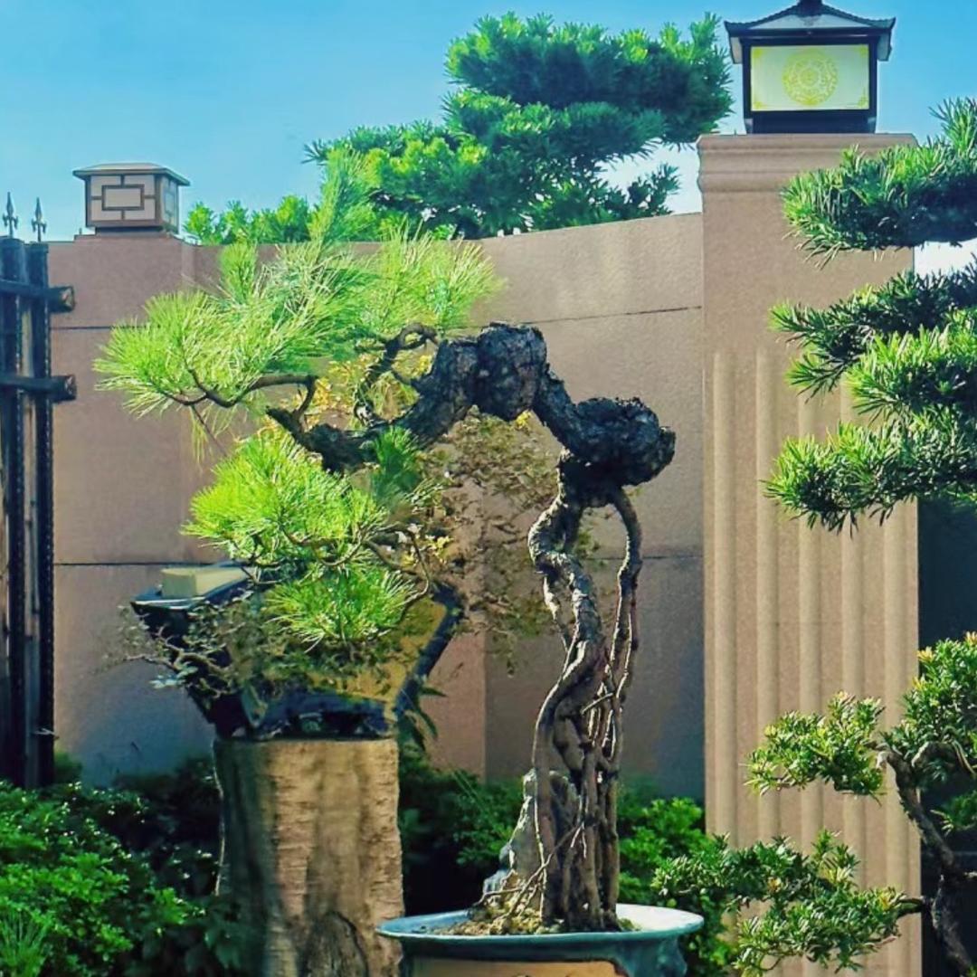 山野奇花