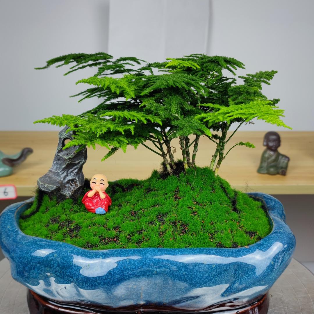 楚荷园艺唐山云竹