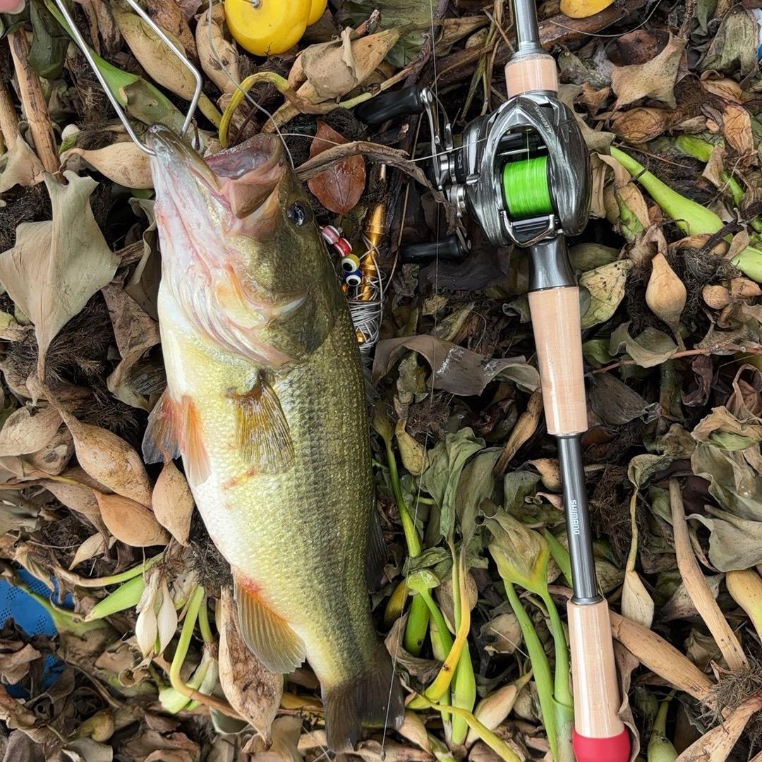 小新路亚🎣