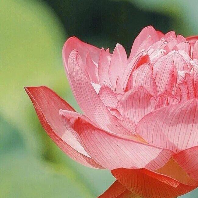 正糖名家8