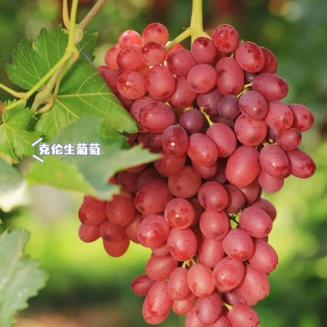 小糖豆
