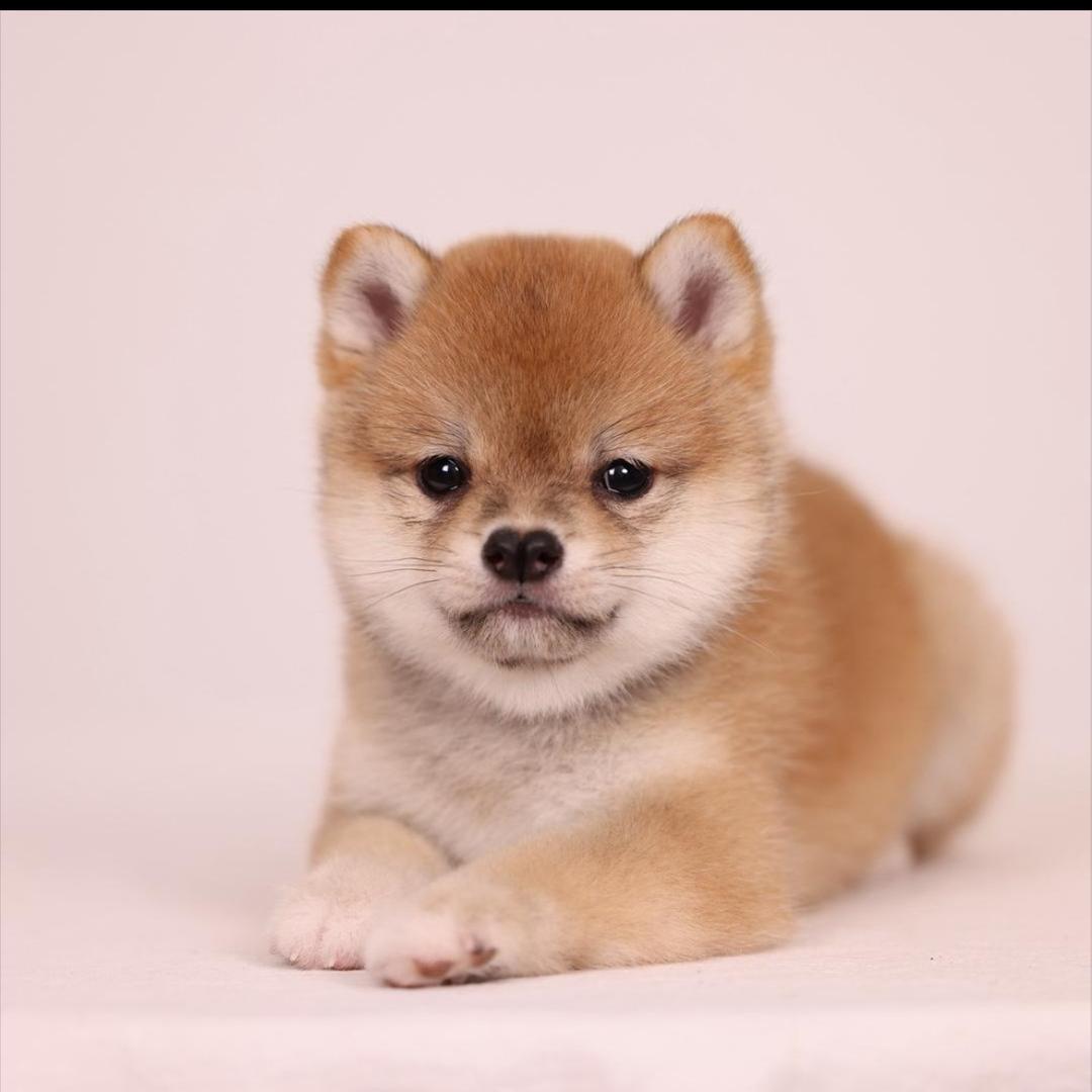 豆の豆