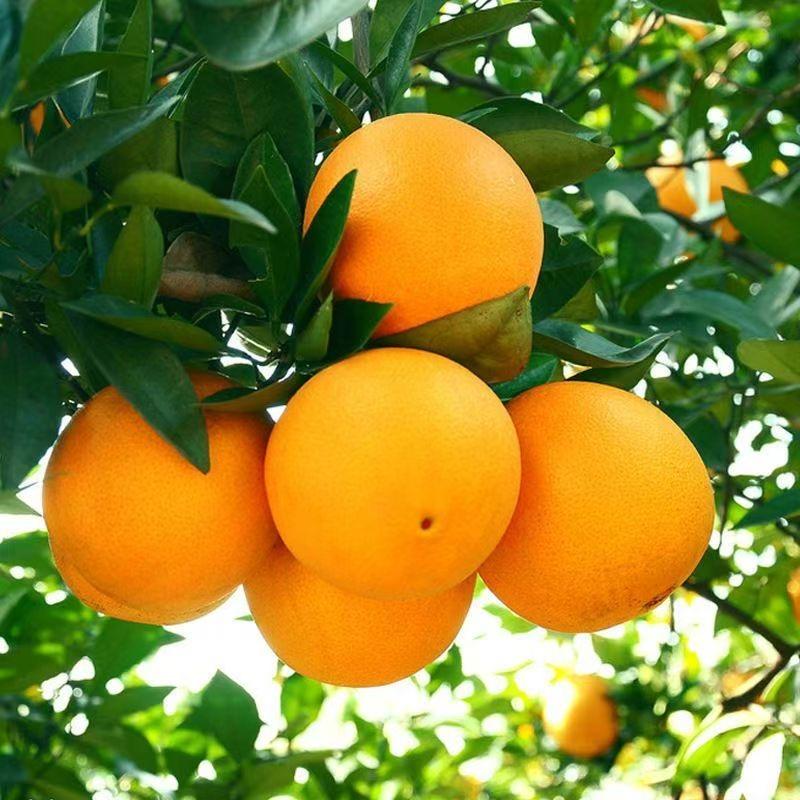 百果农夫生鲜店赣南脐橙