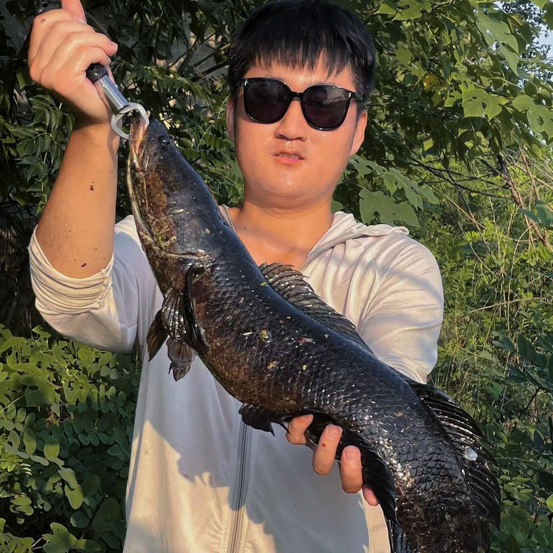 黑鱼玩杨洋