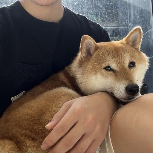 想养一只小狗