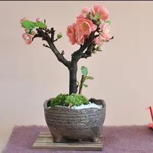 花有清香盆景