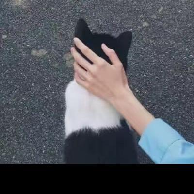 向阳雨葵